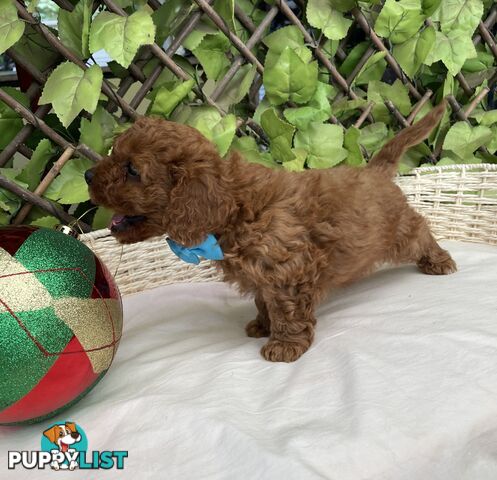 Toy Cavoodle Baby Boy