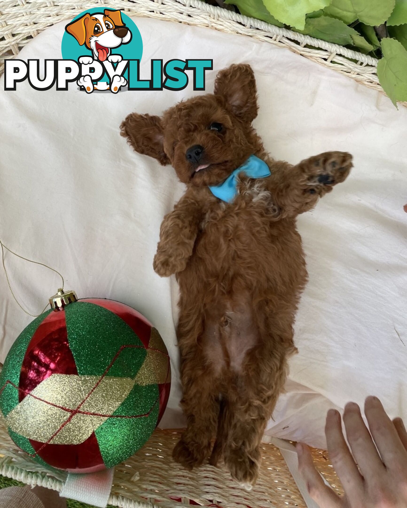 Toy Cavoodle Baby Boy