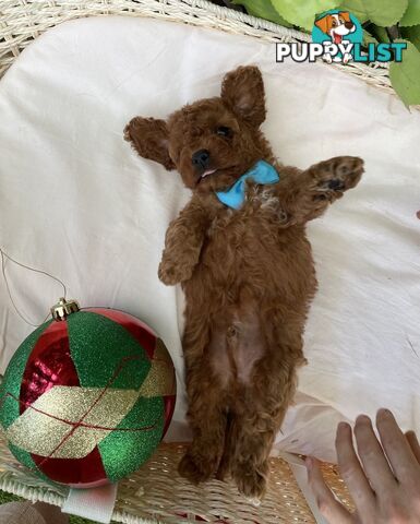 Toy Cavoodle Baby Boy