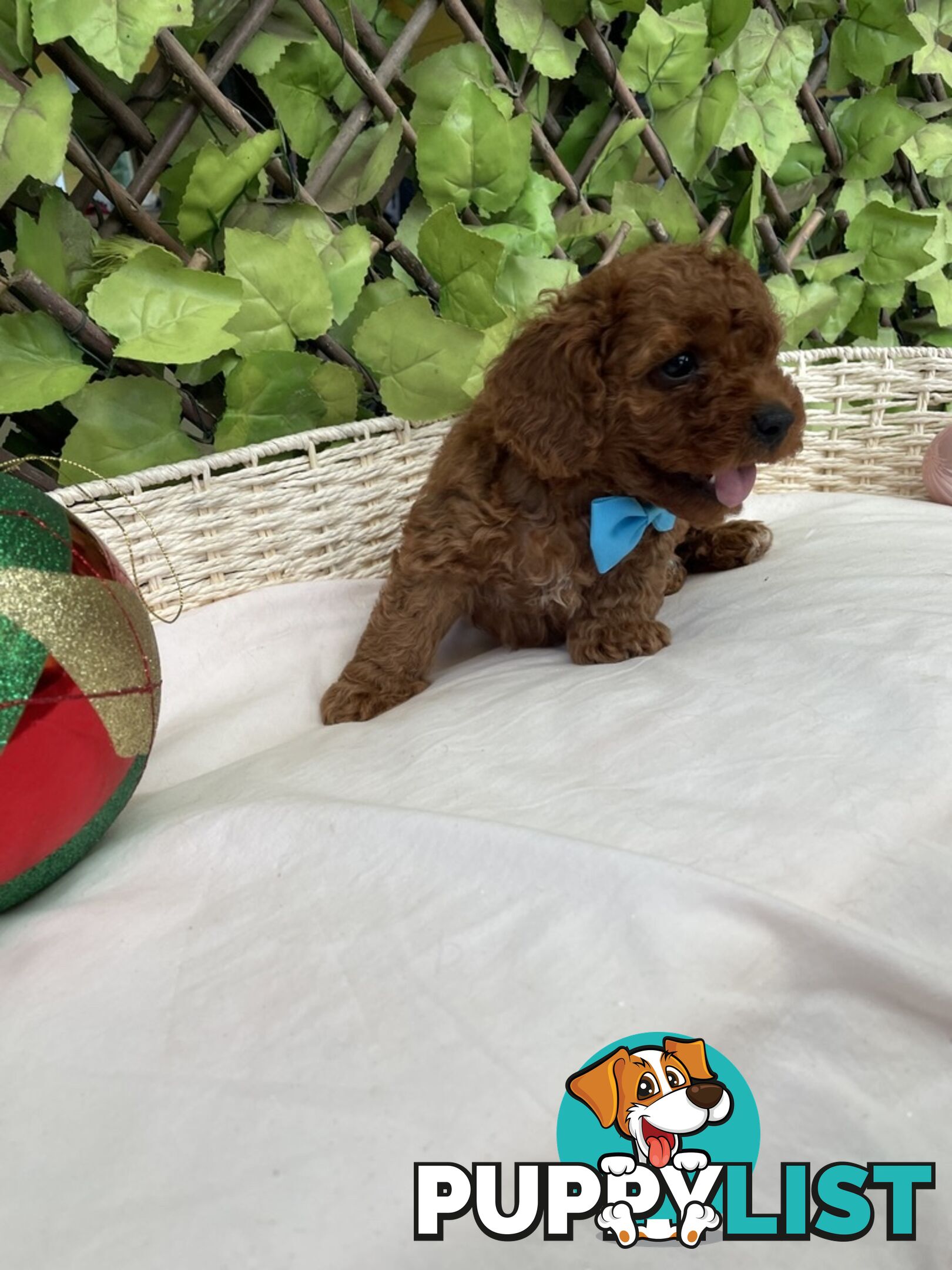 Toy Cavoodle Baby Boy