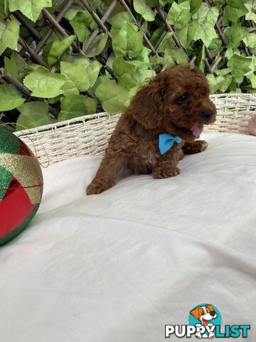 Toy Cavoodle Baby Boy