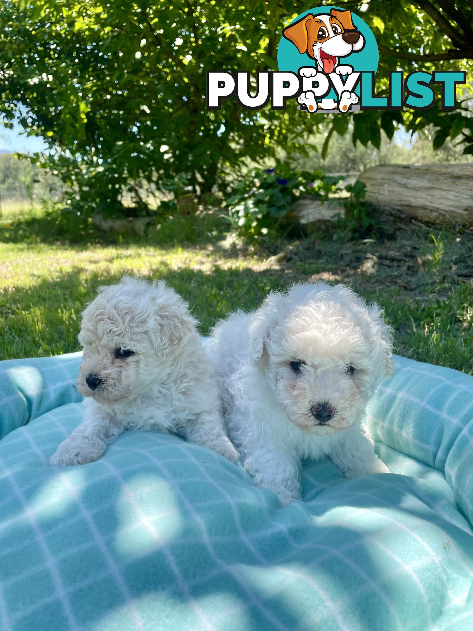 Stunning White Toy Shoodle Puppies 