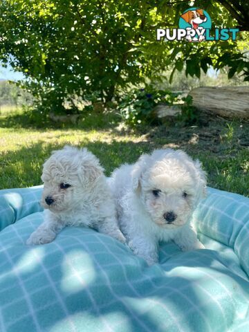 Stunning White Toy Shoodle Puppies 