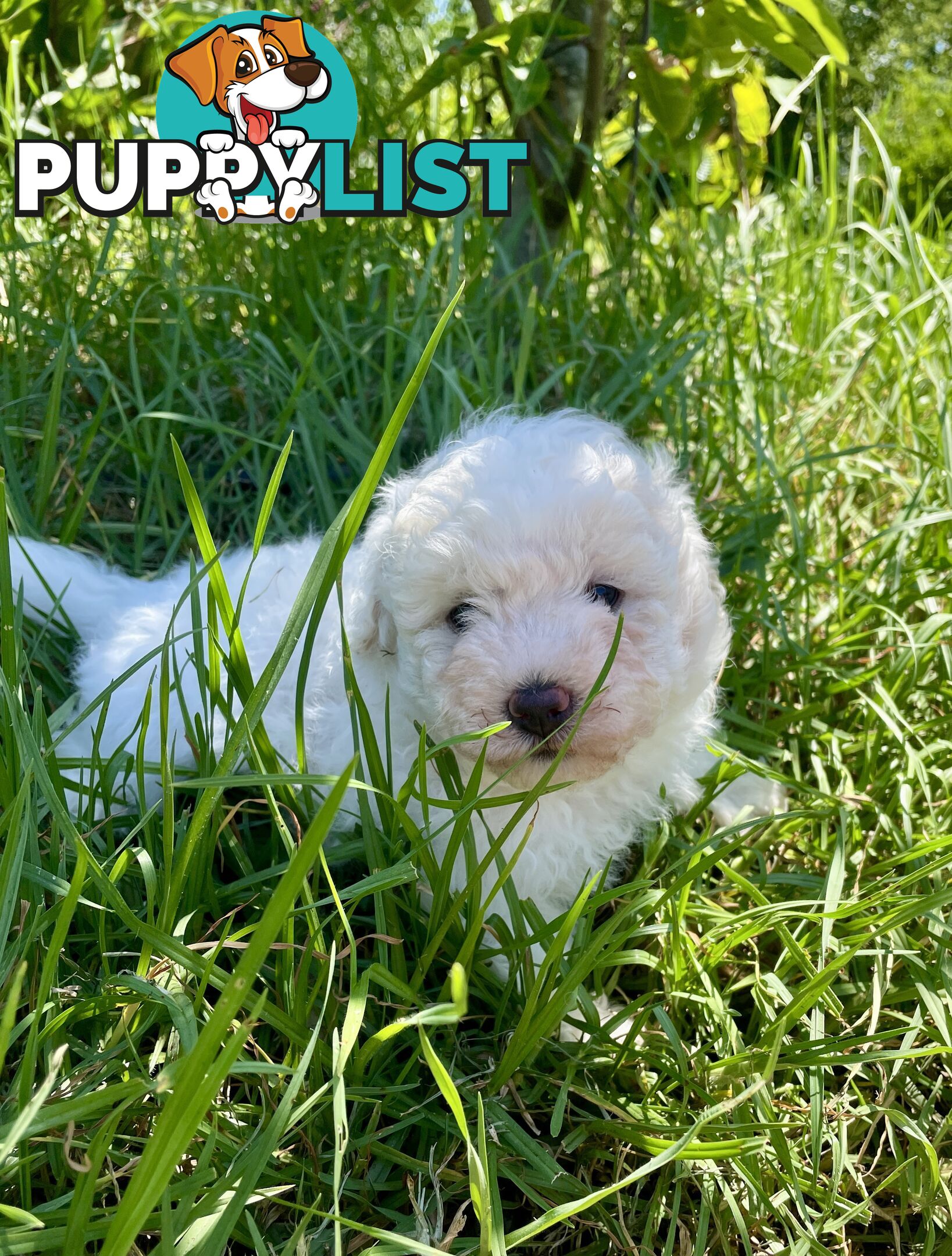 Stunning White Toy Shoodle Puppies 