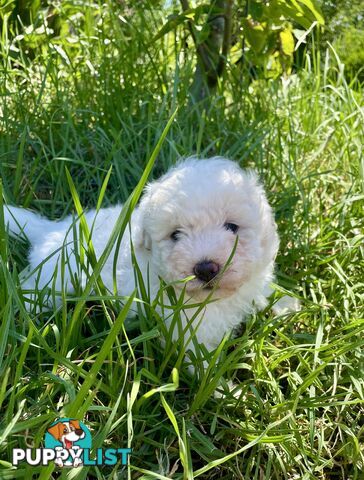 Stunning White Toy Shoodle Puppies 