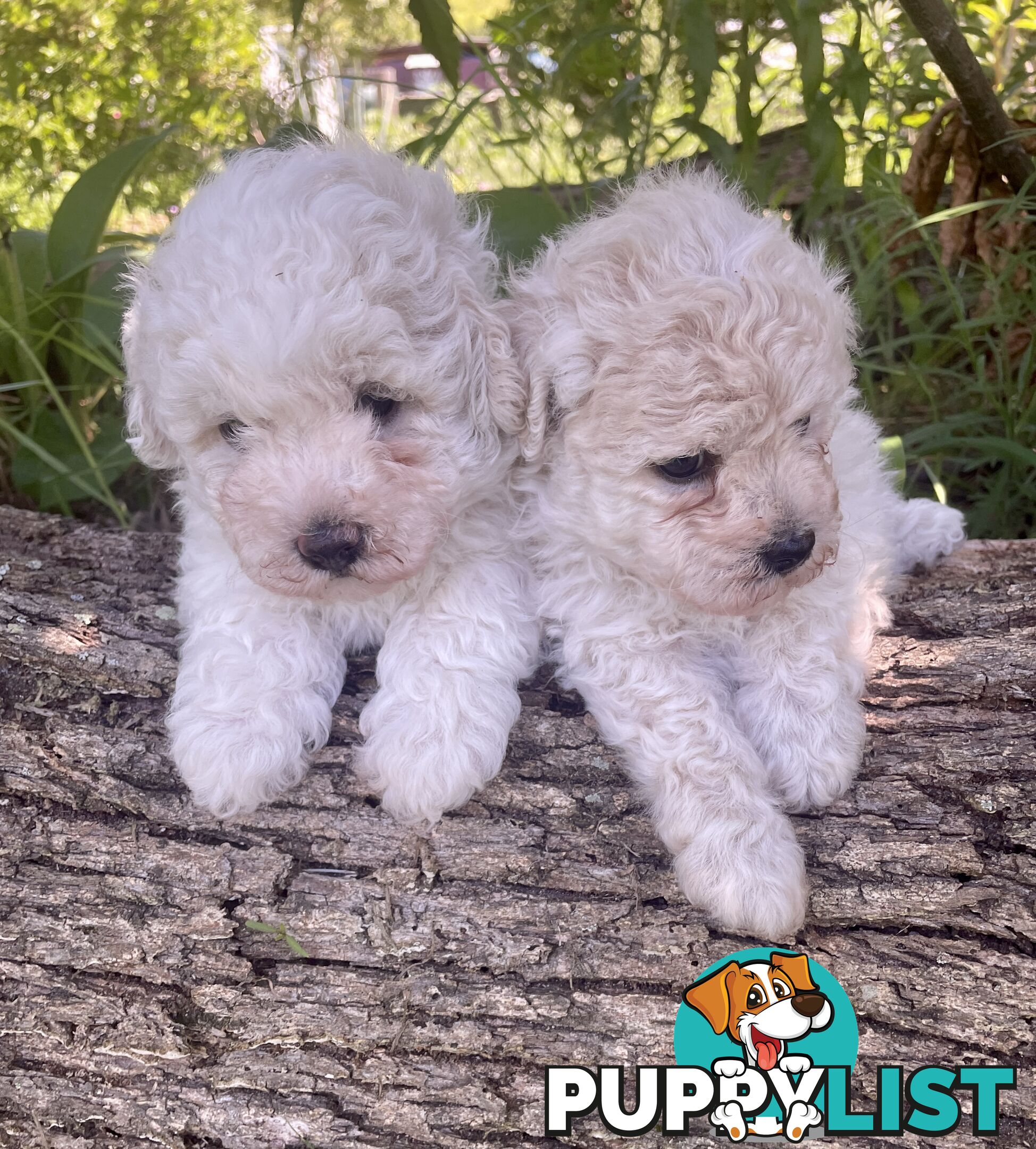 Stunning White Toy Shoodle Puppies 