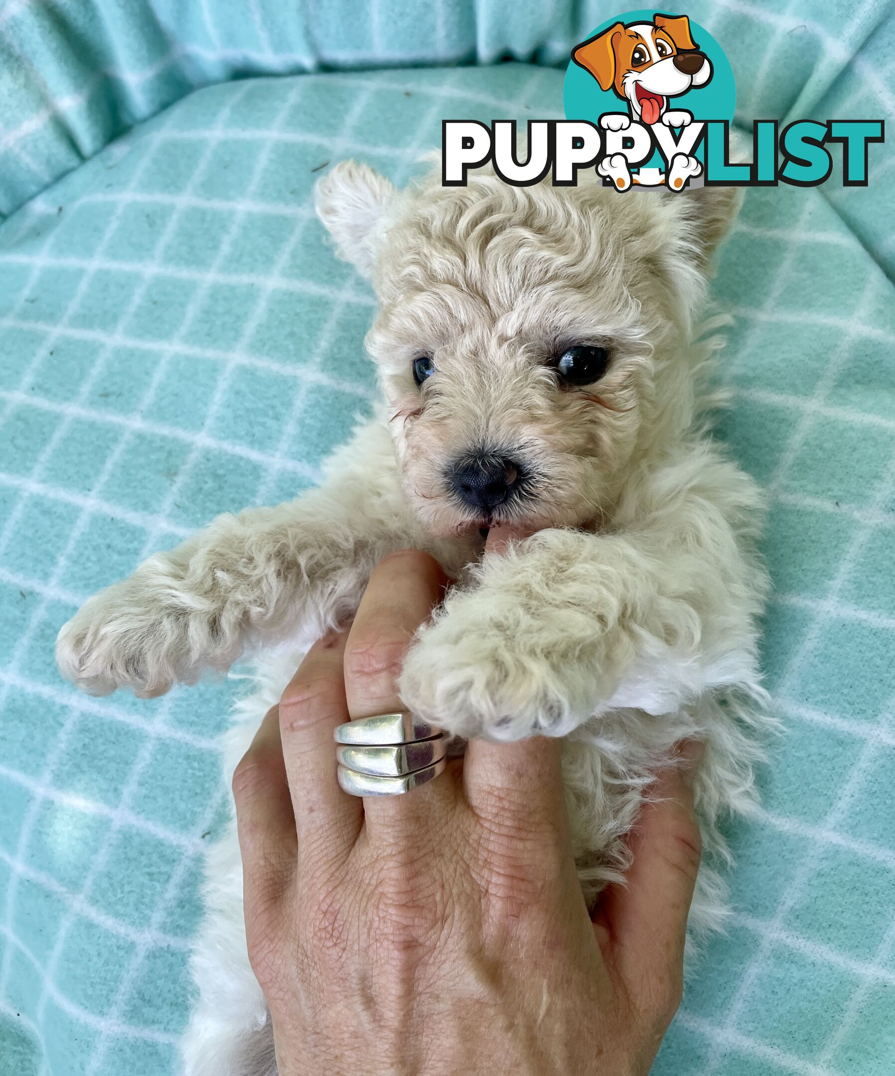 Stunning White Toy Shoodle Puppies 