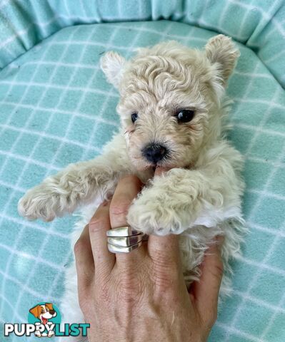 Stunning White Toy Shoodle Puppies 