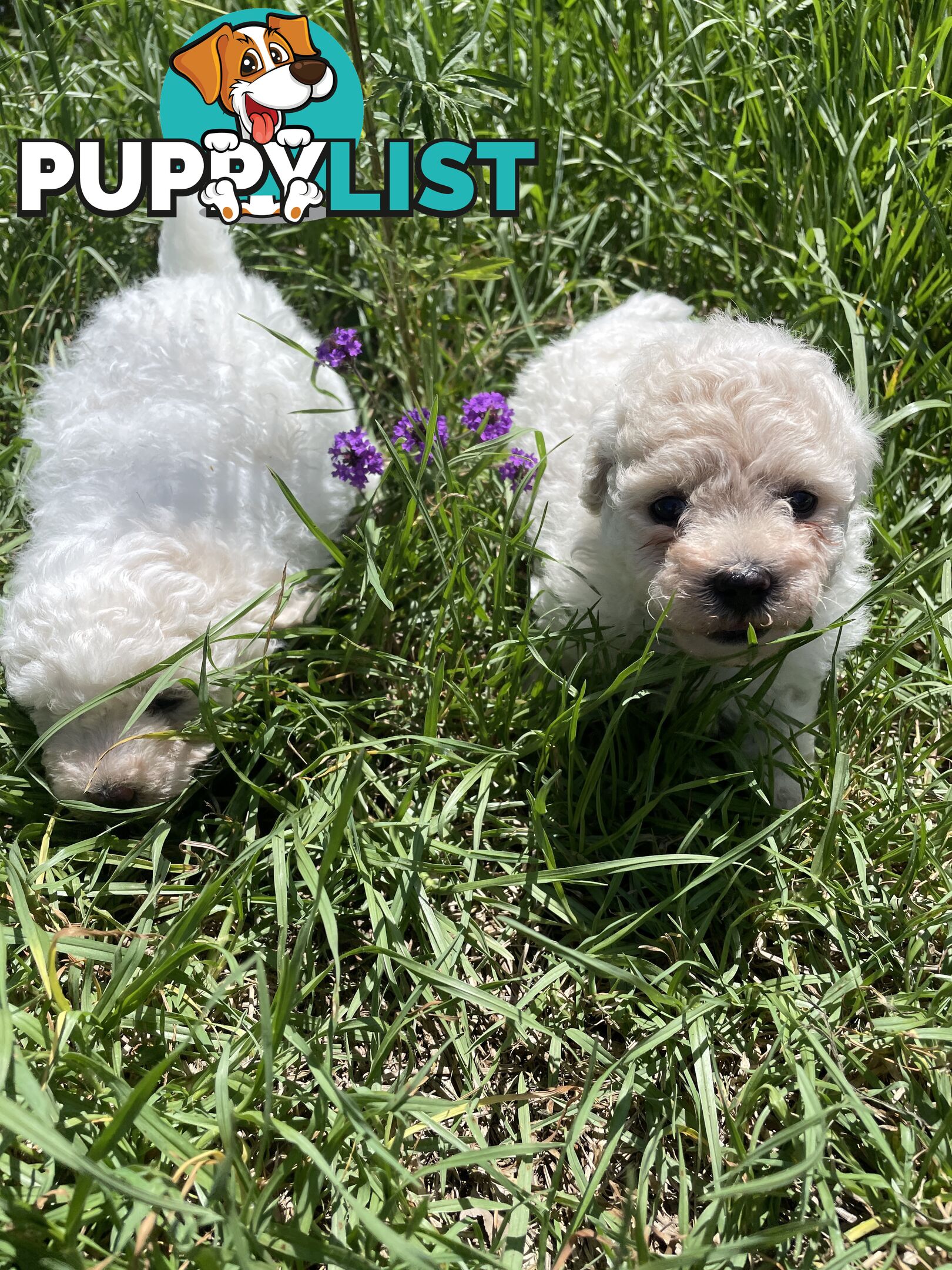 Stunning White Toy Shoodle Puppies 