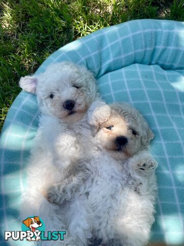 Stunning White Toy Shoodle Puppies 