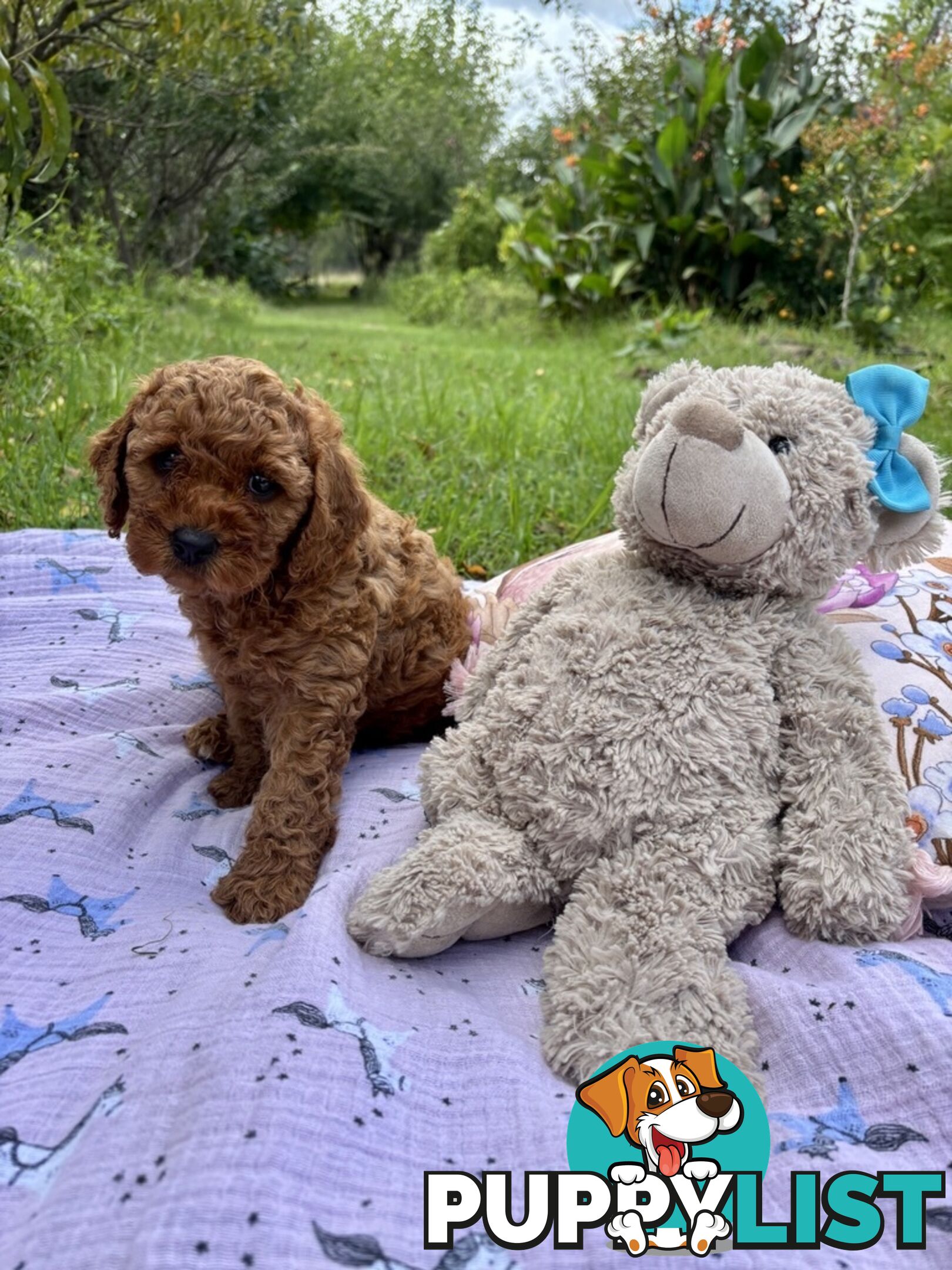 Toy Cavoodle Baby Boy