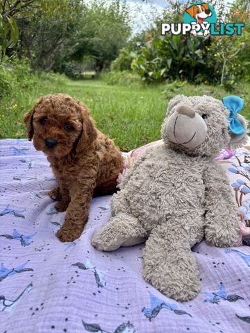 Toy Cavoodle Baby Boy