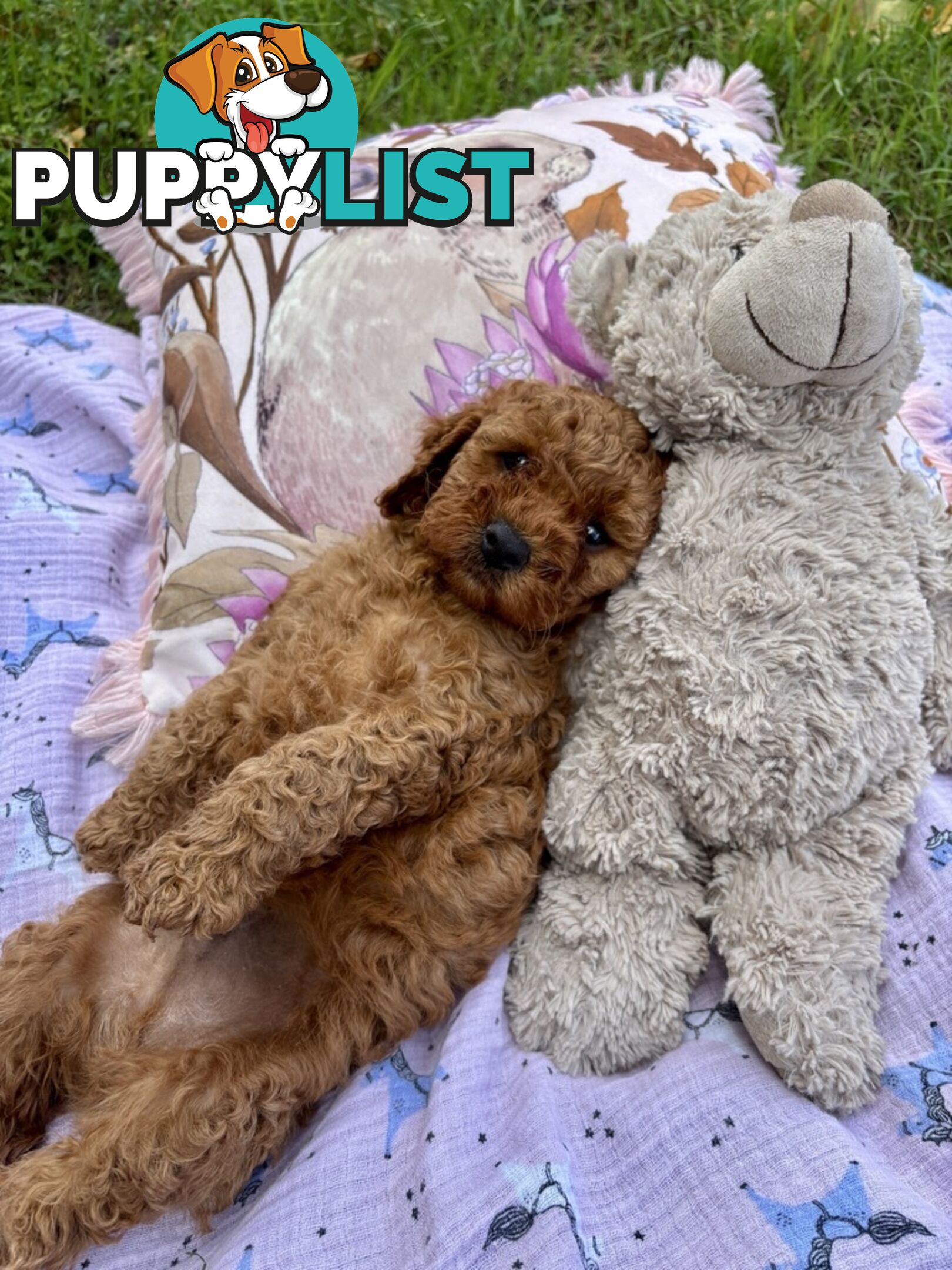 Toy Cavoodle Baby Boy