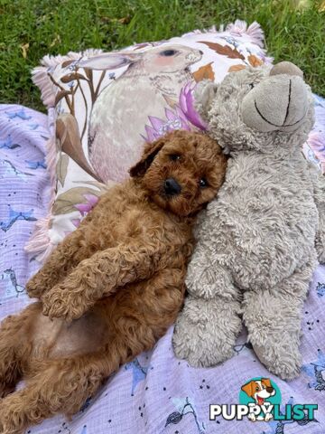 Toy Cavoodle Baby Boy