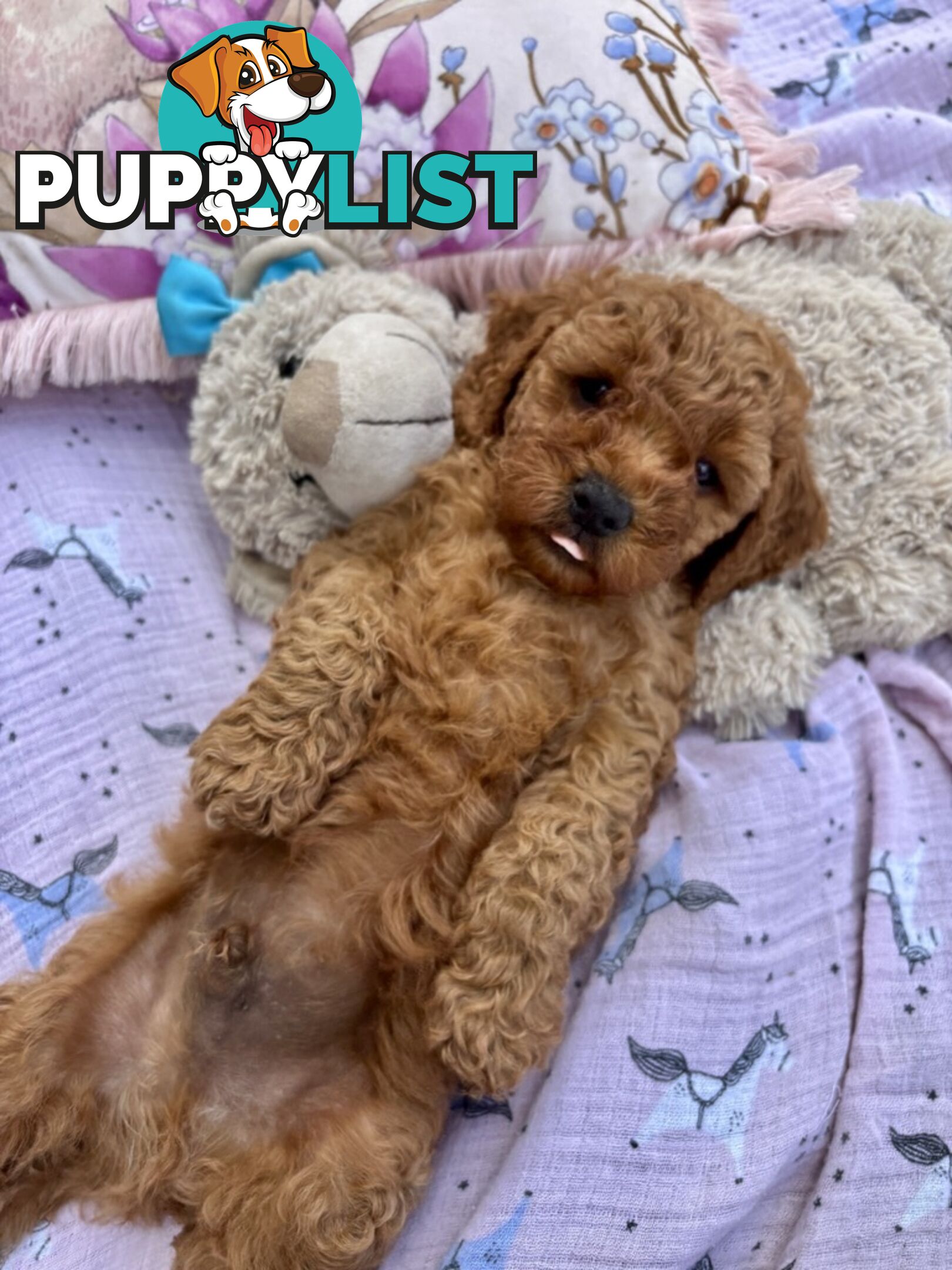 Toy Cavoodle Baby Boy