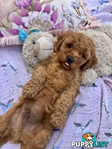 Toy Cavoodle Baby Boy