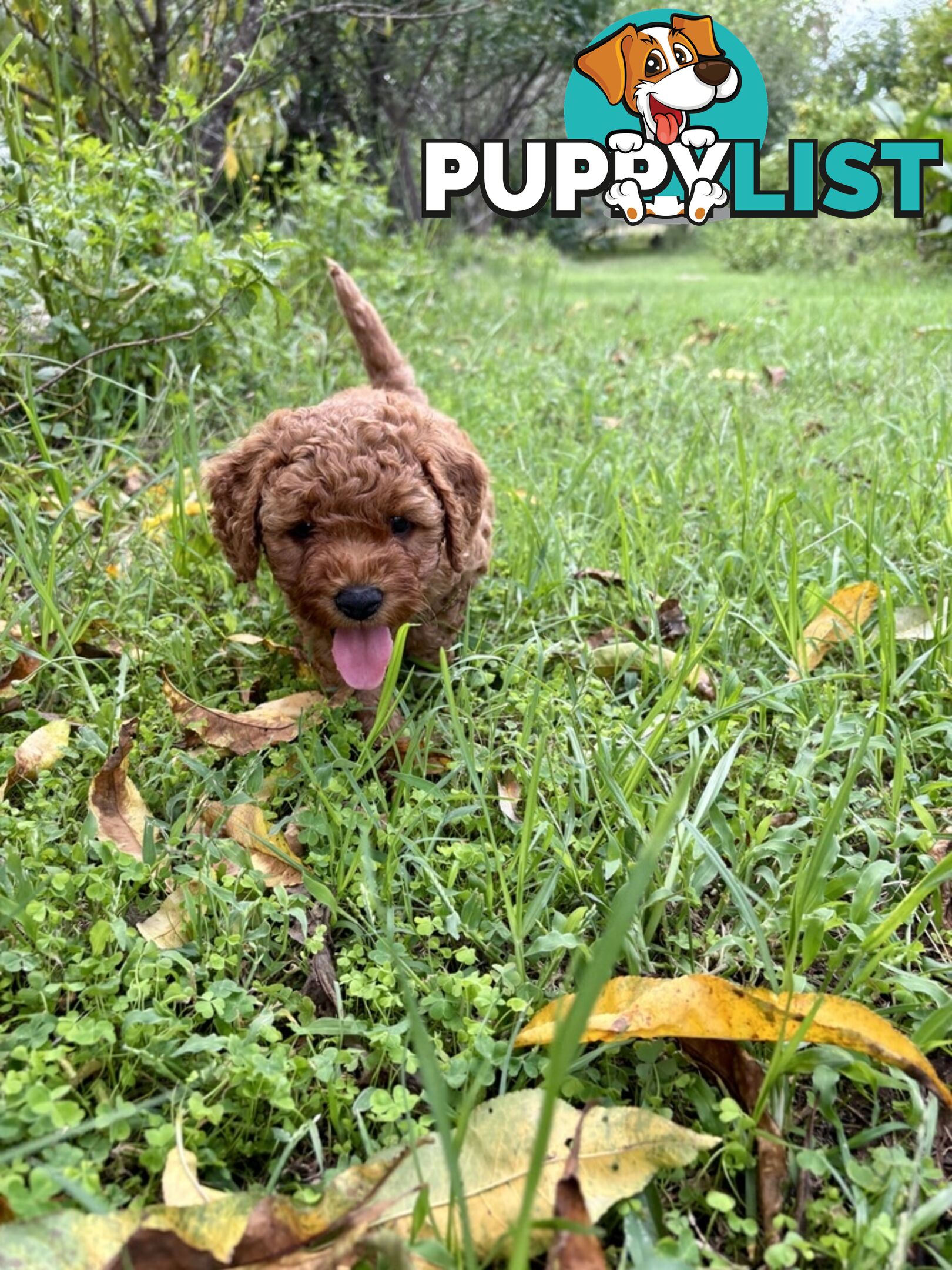 Toy Cavoodle Baby Boy