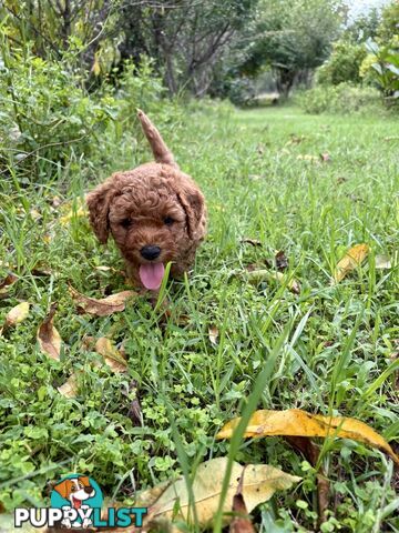 Toy Cavoodle Baby Boy