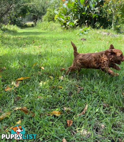 Toy Cavoodle Baby Boy