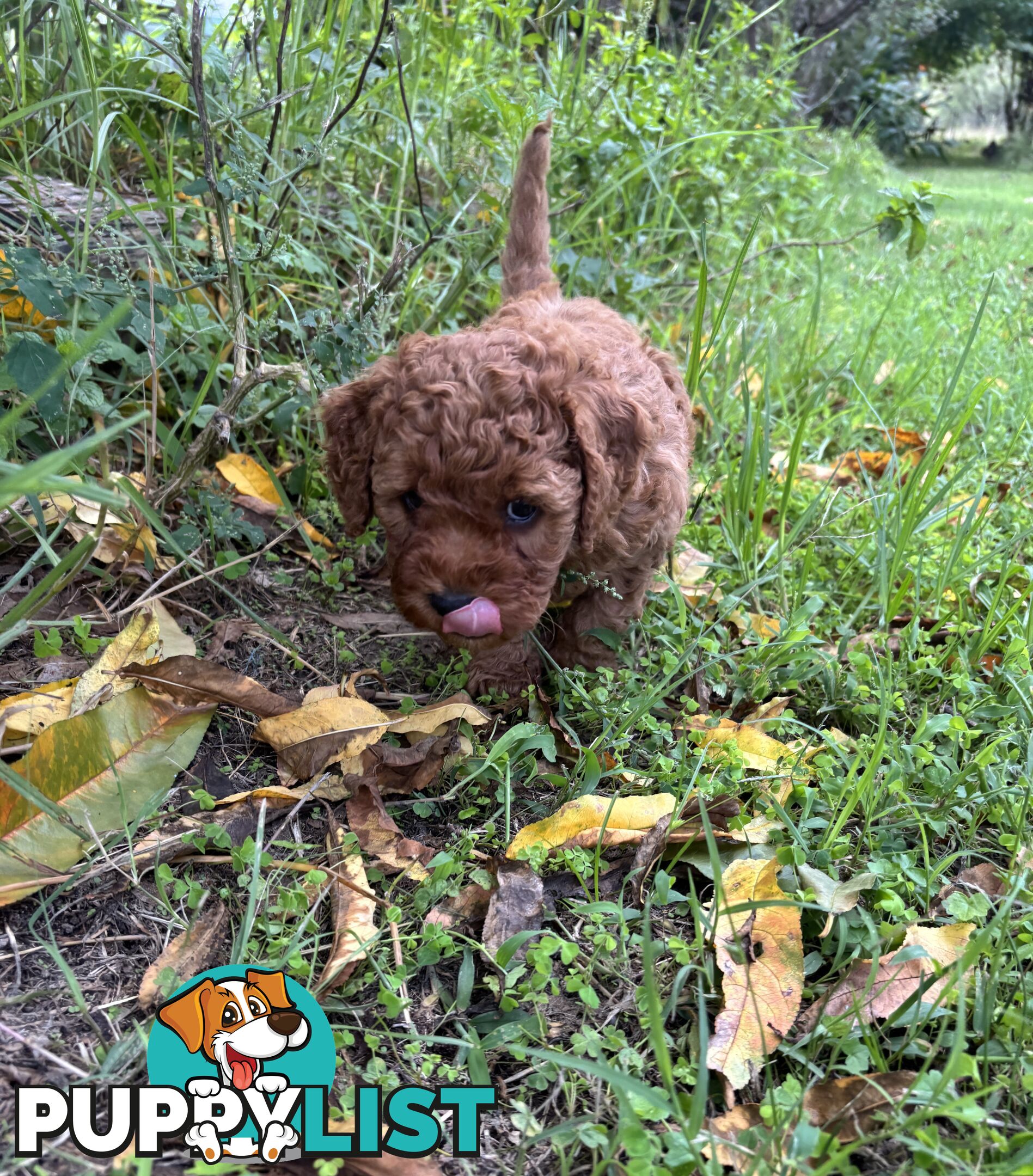 Toy Cavoodle Baby Boy