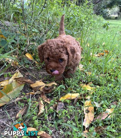 Toy Cavoodle Baby Boy