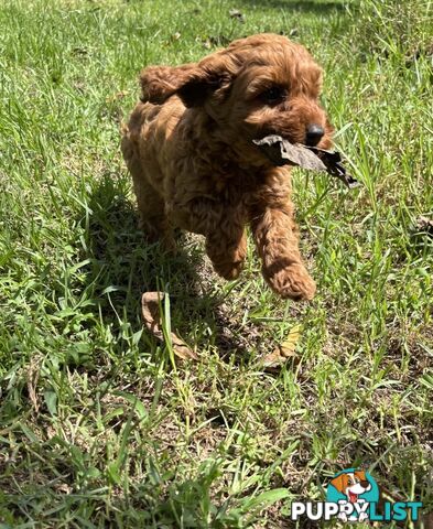 Toy Cavoodle Baby Boy