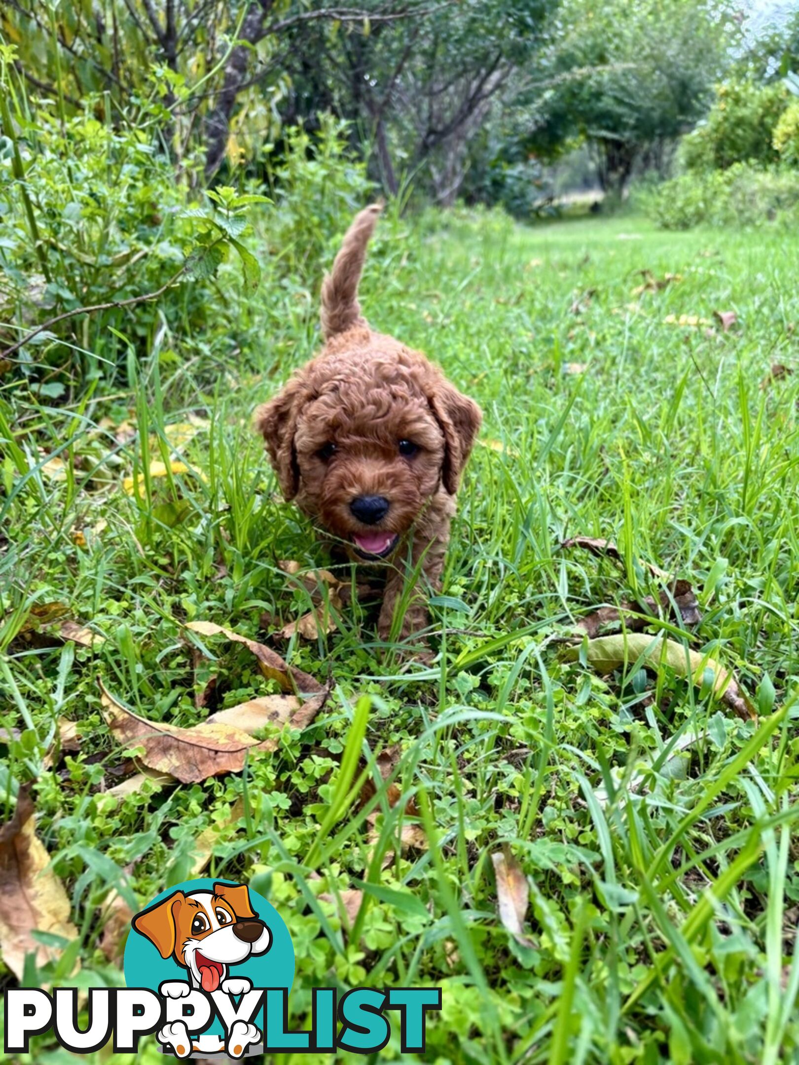 Toy Cavoodle Baby Boy