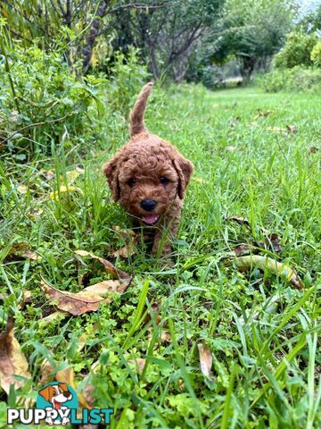 Toy Cavoodle Baby Boy