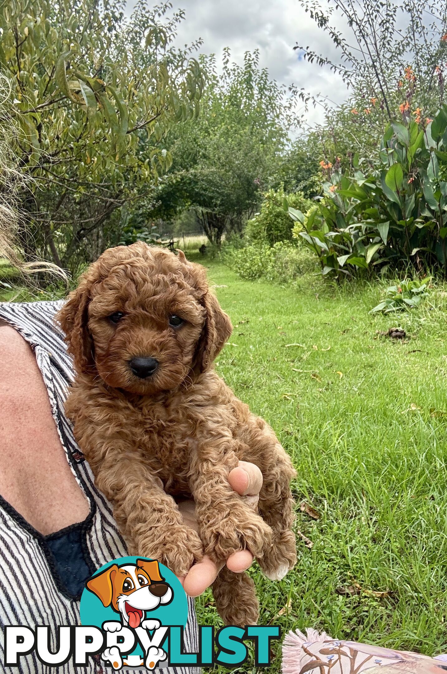 Toy Cavoodle Baby Boy