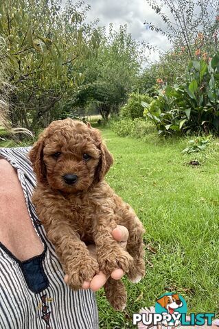 Toy Cavoodle Baby Boy