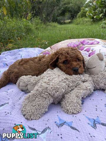 Toy Cavoodle Baby Boy