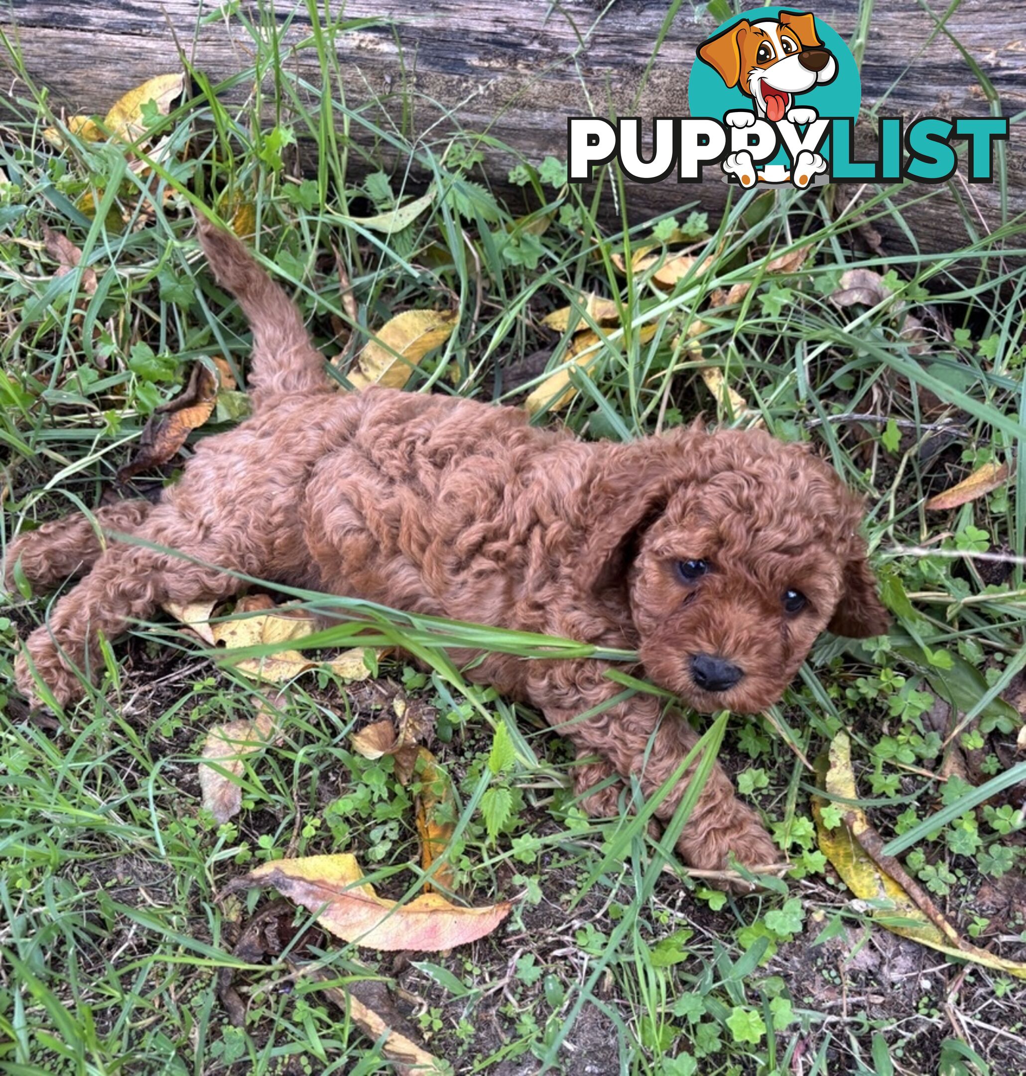 Toy Cavoodle Baby Boy