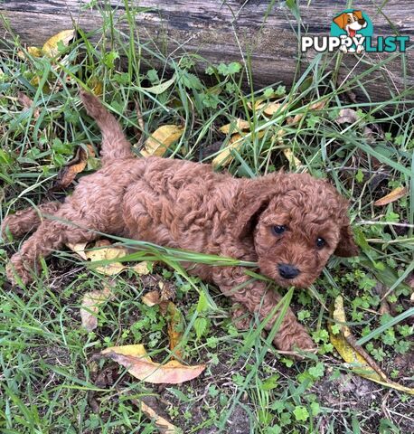 Toy Cavoodle Baby Boy