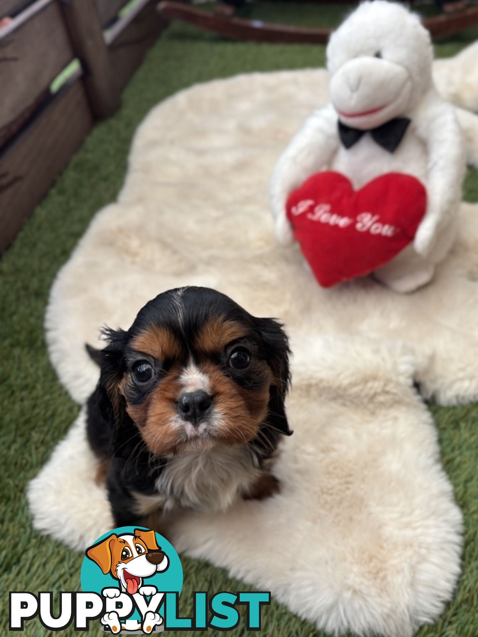 Gorgeous Toy Cavalier King Charles Spaniels - DNA Clear, Desexed Available