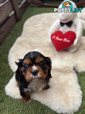 Gorgeous Toy Cavalier King Charles Spaniels - DNA Clear, Desexed Available