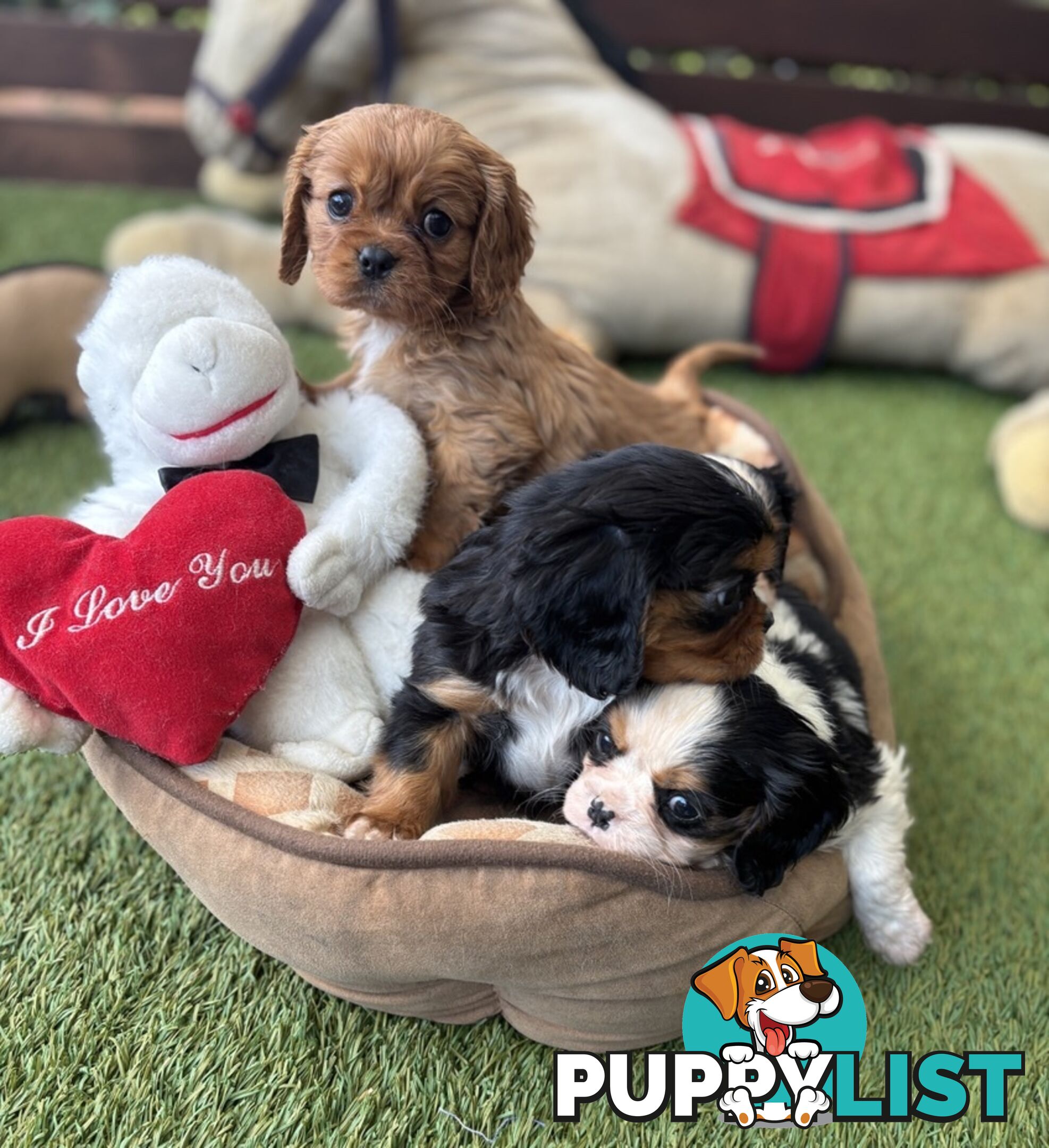 Gorgeous Toy Cavalier King Charles Spaniels - DNA Clear, Desexed Available