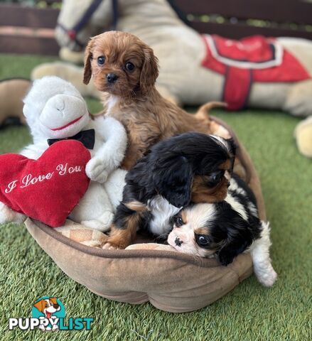 Gorgeous Toy Cavalier King Charles Spaniels - DNA Clear, Desexed Available