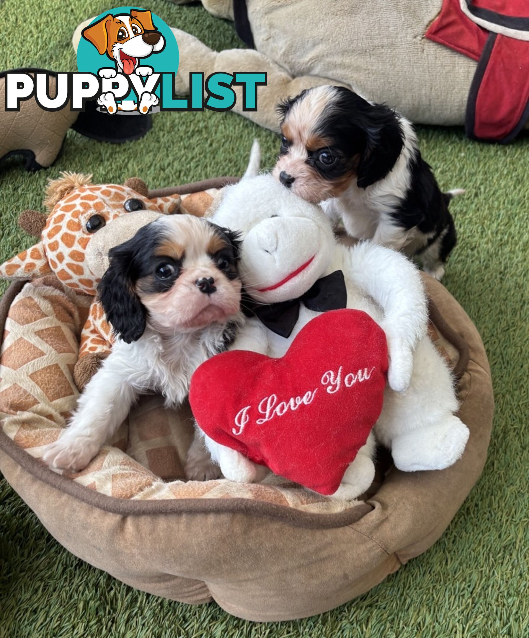 Gorgeous Toy Cavalier King Charles Spaniels - DNA Clear, Desexed Available