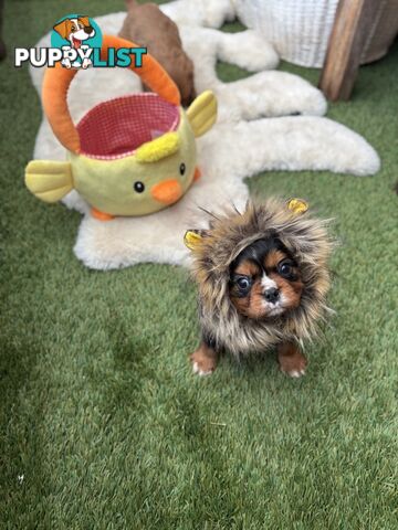 Gorgeous Toy Cavalier King Charles Spaniels - DNA Clear, Desexed Available