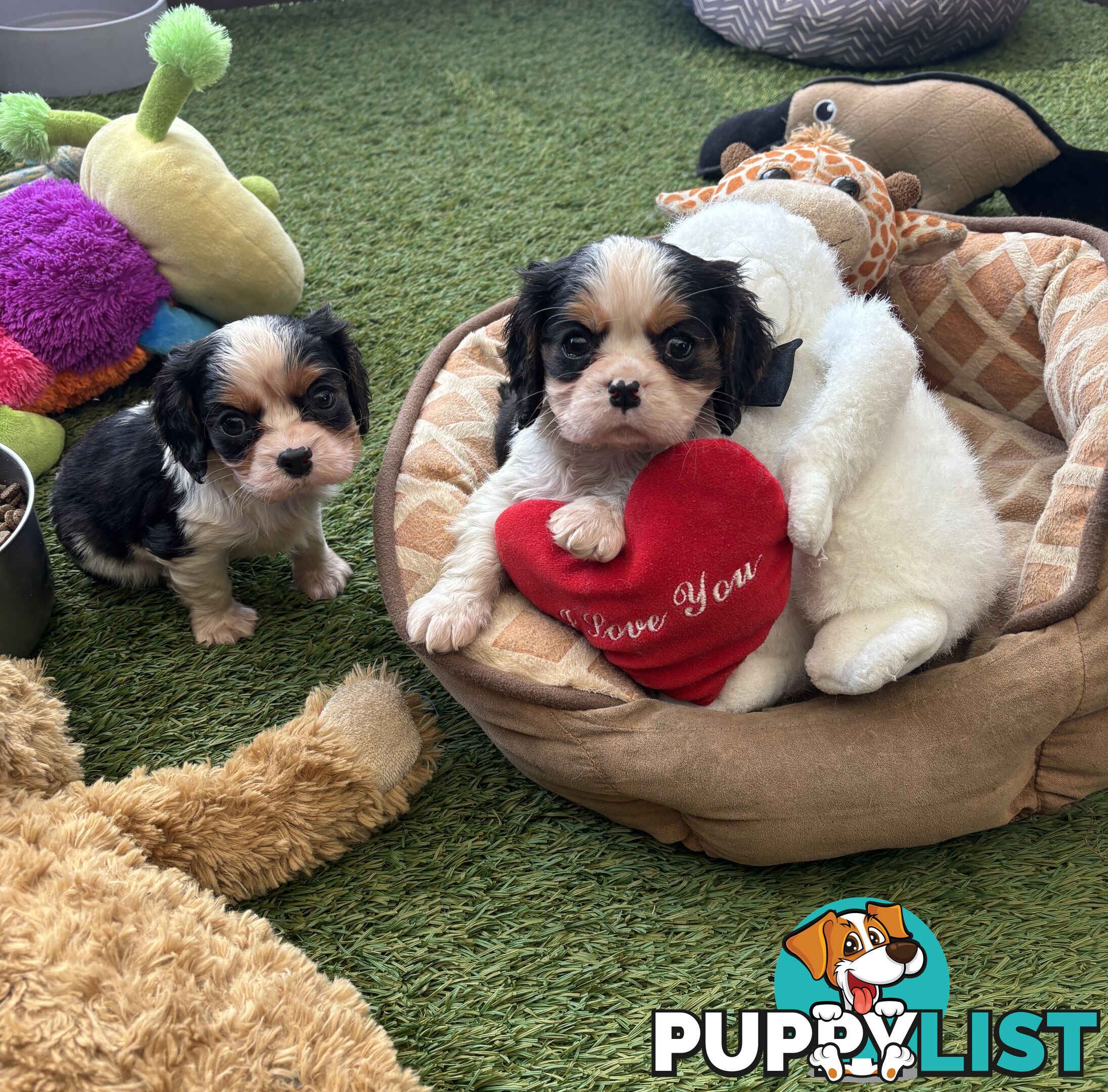 Gorgeous Toy Cavalier King Charles Spaniels - DNA Clear, Desexed Available