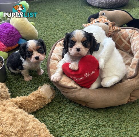 Gorgeous Toy Cavalier King Charles Spaniels - DNA Clear, Desexed Available