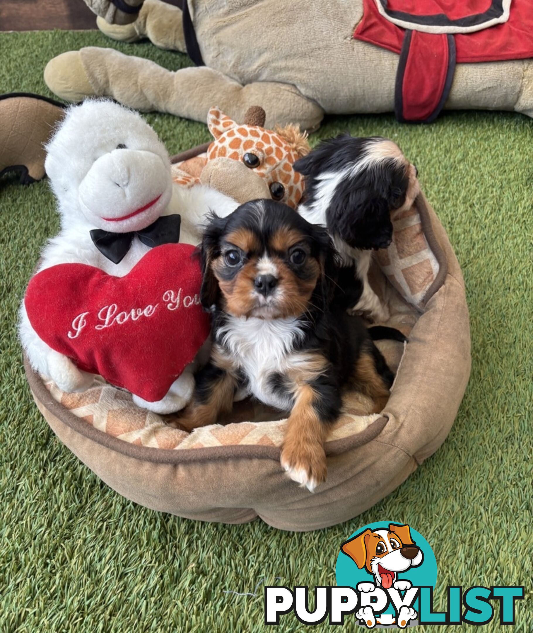 Gorgeous Toy Cavalier King Charles Spaniels - DNA Clear, Desexed Available