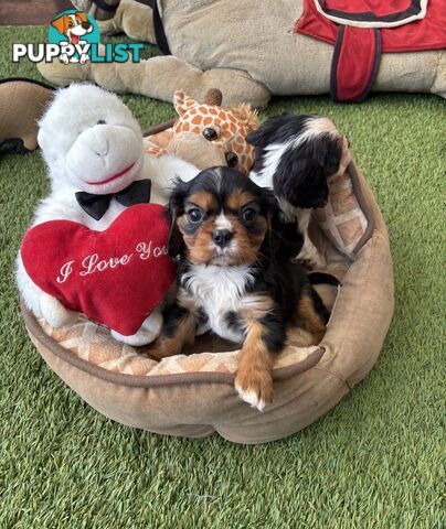 Gorgeous Toy Cavalier King Charles Spaniels - DNA Clear, Desexed Available