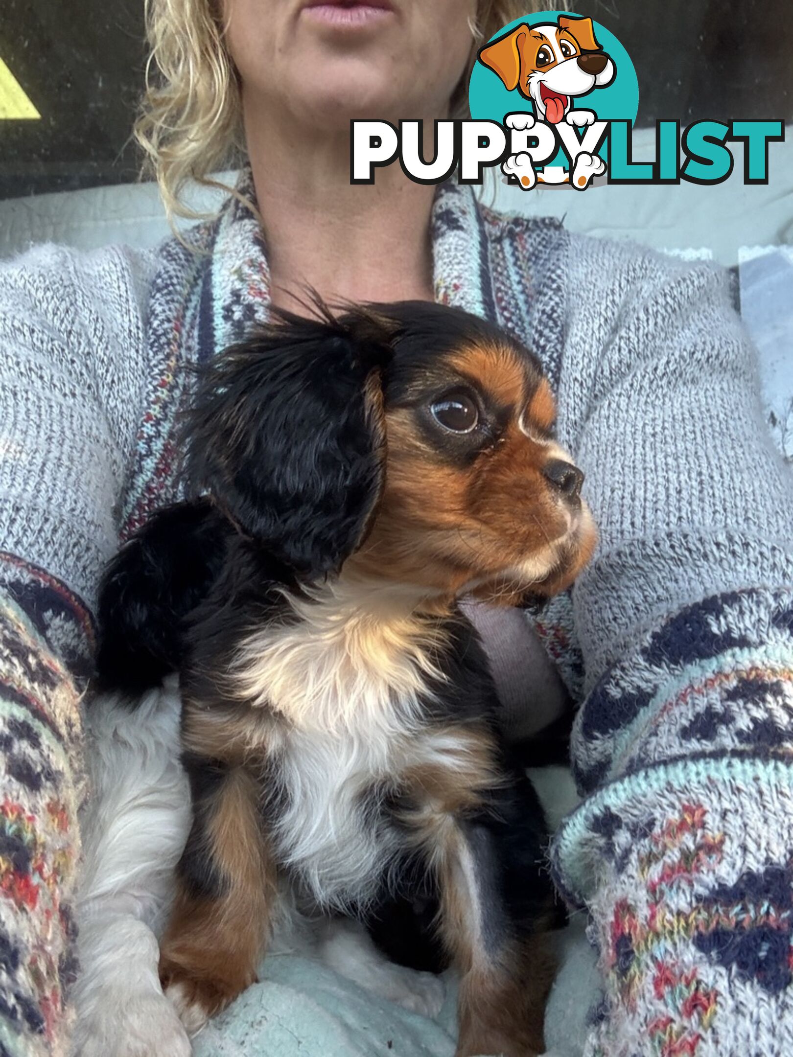 Gorgeous Toy Cavalier King Charles Spaniels - DNA Clear, Desexed Available
