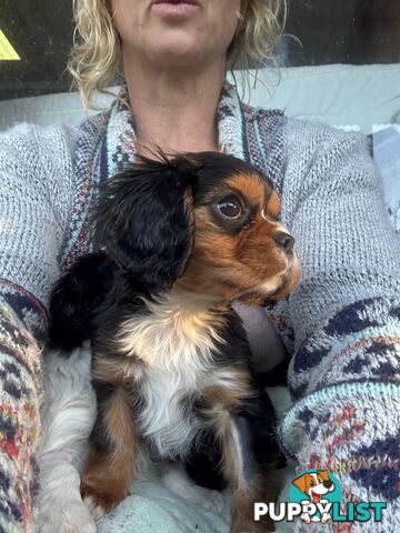 Gorgeous Toy Cavalier King Charles Spaniels - DNA Clear, Desexed Available