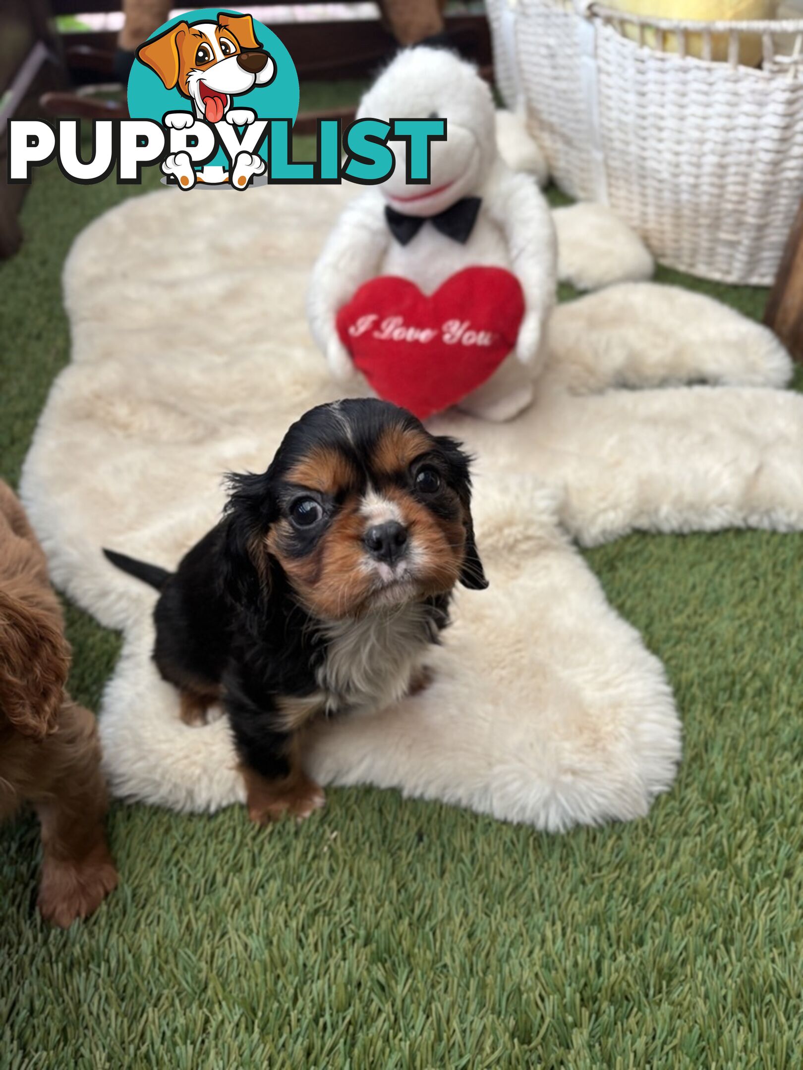 Gorgeous Toy Cavalier King Charles Spaniels - DNA Clear, Desexed Available