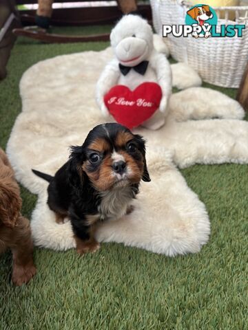 Gorgeous Toy Cavalier King Charles Spaniels - DNA Clear, Desexed Available