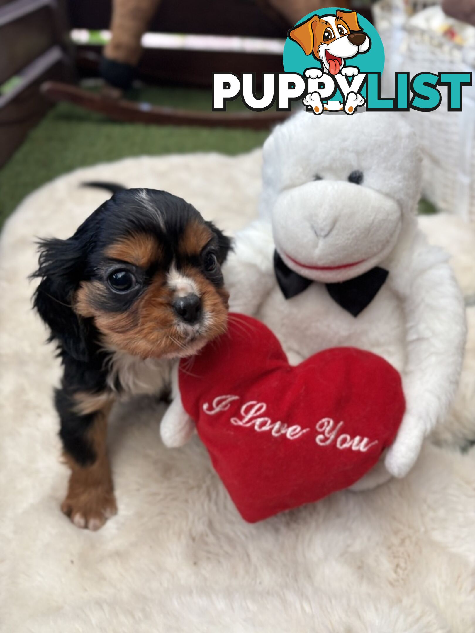 Gorgeous Toy Cavalier King Charles Spaniels - DNA Clear, Desexed Available