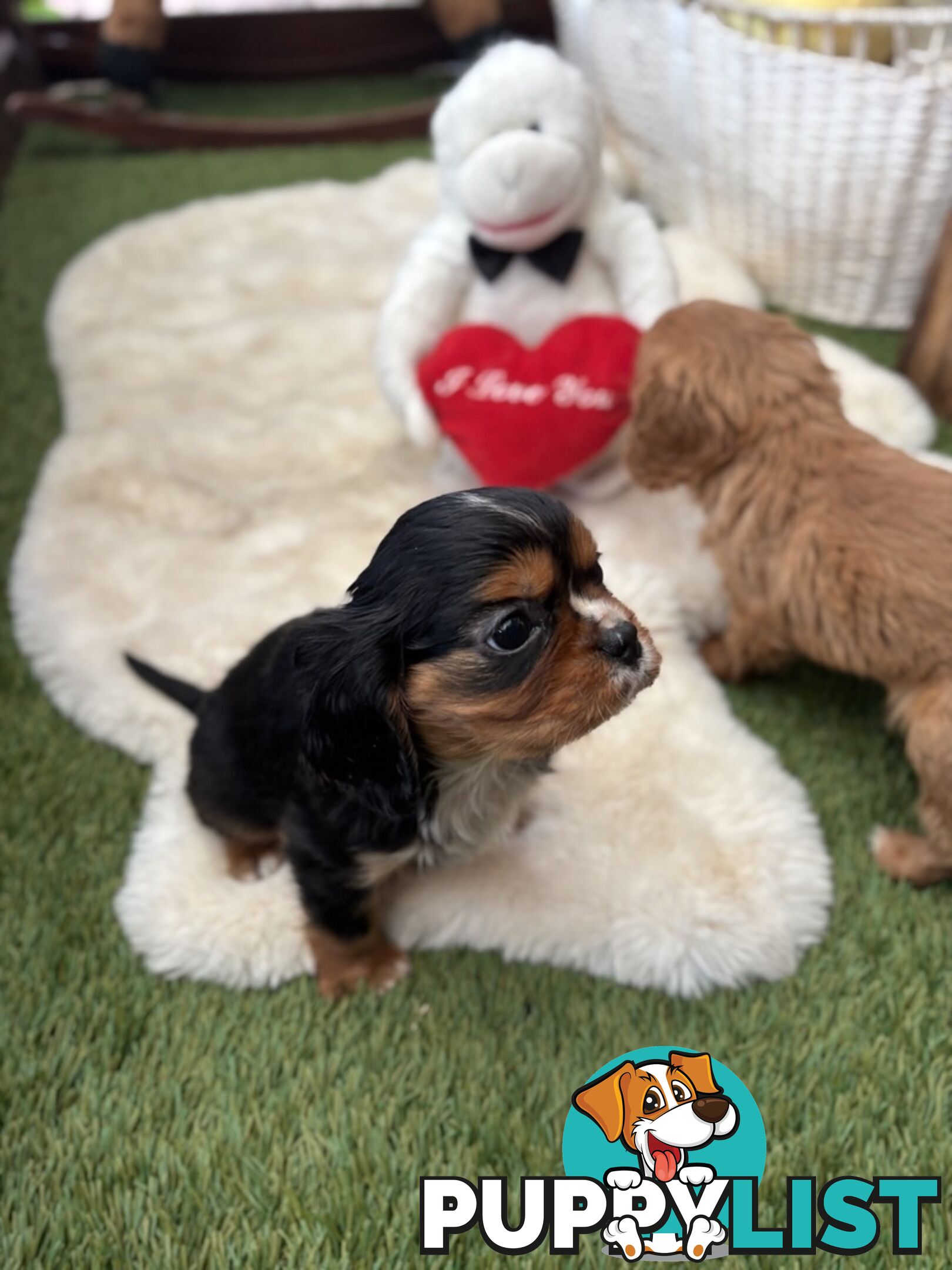 Gorgeous Toy Cavalier King Charles Spaniels - DNA Clear, Desexed Available