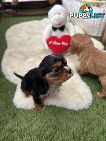 Gorgeous Toy Cavalier King Charles Spaniels - DNA Clear, Desexed Available